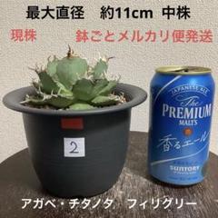 アガベチタノタフィリグリー　現品鉢ごと発送 アガベチタノタフィリグリー 現品鉢ごと発送 - メルカリ