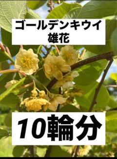 2025年最新】キウイ 花粉の人気アイテム - メルカリ