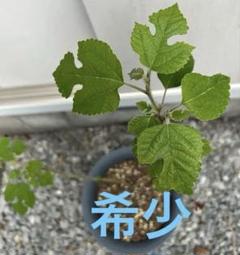梶の木　苗 カジノキ（梶の木）苗木 30〜50cm前後 : キヨタキナーセリー