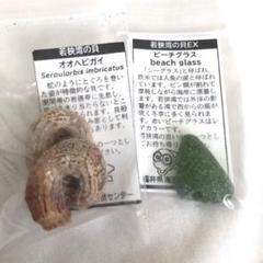 オオヘビガイとビーチグラス