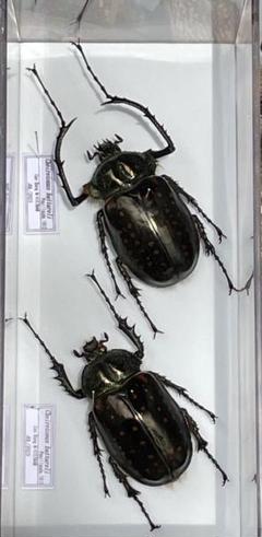 標本　バタレイテナガコガネ　極小ペア 標本バタレイテナガコガネペア