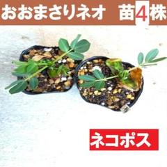 2025年最新】おおまさりネオ 苗の人気アイテム - メルカリ