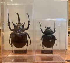 2025年最新】マルスゾウカブト標本の人気アイテム - メルカリ