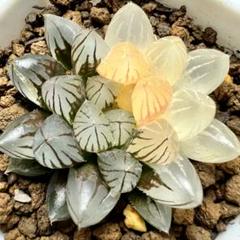 多肉植物 ハオルチア ブラックオブツーサ錦 鮮明錦 陰陽錦