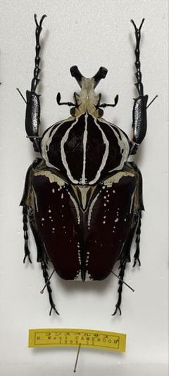 美麗 ゴライアスオオツノハナムグリ G. meleagris　標本 昆虫標本 美麗 ゴライアスオオツノハナムグリ G. meleagris 標本 昆虫標本