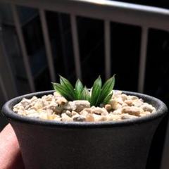 【期間限定出品】ハオルチア ピリフェラ RIB0136　多肉植物 期間限定出品】ハオルチア ピリフェラ RIB0136 多肉植物 - メルカリ