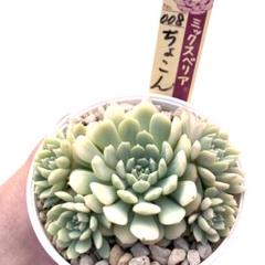 2025年最新】おらい 多肉植物さん苗の人気アイテム - メルカリ