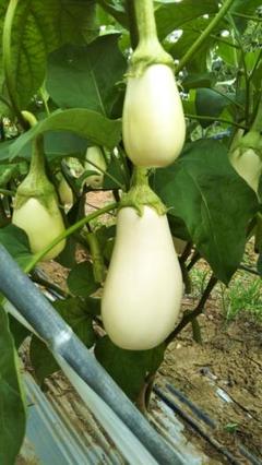 メルカリ 近日中発送 白ナス6本 野菜 1 400 中古や未使用のフリマ