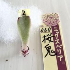 桜鬼　札付き　おらいさん　ミックスベリア　多肉植物 ミックスベリア おらいさん苗 桜鬼 札付き 多肉 観葉植物