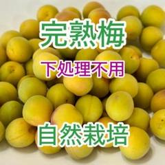 樹上熟成　黄熟　生梅　8kg 自然農法　栃木県　完熟　6月下旬発送！ 樹上熟成 黄熟 生梅 8kg 自然農法 栃木県 完熟 6月下旬発送