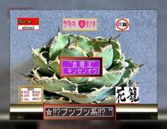 2025年最新】金蟾王の人気アイテム - メルカリ