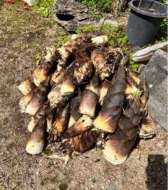 タケノコ(無農薬)10kg 約10kg『12日収穫発送』たけのこ ぬか付き 筍 タケノコ 無農薬