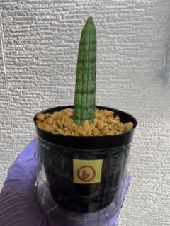 サンセベリア スタッキー 本物 珍奇植物 サンスベリア Bicfurniture Com