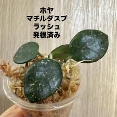 専用出品　ホヤ　ラクノーサミントコイン&マチルダ(スプラッシュの、キレイな子) 2025年最新】ホヤ マチルダ スプラッシュの人気アイテム - メルカリ