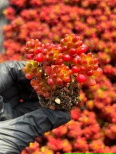 ☆*)様 黑檀 エボニー R734×128苗 土付き エケベリア 多肉植物 詰め 南*陵様 黑檀 エボニー N734×128苗 土付き 多肉植物 詰め合わせ エケ