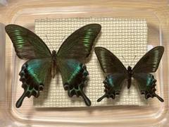 北海道産ミヤマカラスアゲハ春型未展示 蝶標本 極美麗ミヤマカラスアゲハ春型♂北海道産 飼育品 青紫系