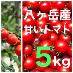八ヶ岳(長野県) 産 ミニトマト 約5kg 味が濃い 免疫力UPに