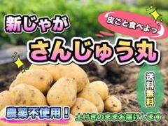 皮ごと食べよっ✧*。 【新じゃが】 さんじゅう丸 じゃがいも 土付き! 無農薬