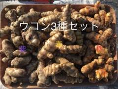 ◎春ウコン 自然栽培　種芋　20kg◎ ◎春ウコン 自然栽培種芋20kg◎