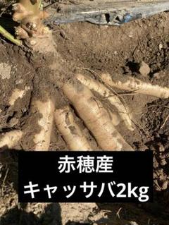 mk＝１００本、＝芽出し苗★キャッサバ Yahoo!オークション -「キャッサバ苗」の落札相場・落札価格
