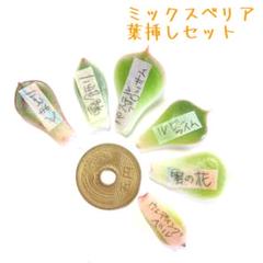 2025年最新】おらいさん苗 青札の人気アイテム - メルカリ