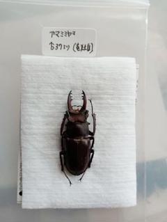 アマミミヤマクワガタ　35.8㎜　標本　ラベル付　野外品 アマミミヤマクワガタ35.8㎜標本ラベル付野外品