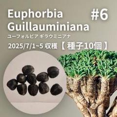 ユーフォルビア ギラウミニアナ 種子 10粒 [ 塊根植物