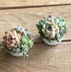 多肉植物 ♡そのまま飾れる寄せ植え♡4点セット♬*° そのまま飾れる】多肉植物 寄せ植え ..＊ 6 ＊.. 多肉植物 Dia