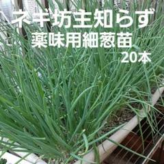 ネギ坊主様オーダー品 51NJ8+Jk3BS._UF350,350_QL50_.jpg