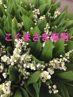 専用 こうの早苗さん生地 カットクロスセット