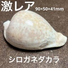 超大特価！　COWRIES　ウスアカネダカラガイ　貝殻　宝貝 超大特価！ COWRIES ウスアカネダカラガイ 貝殻 宝貝 - メルカリ