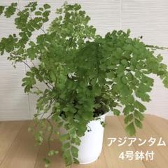 アジアンタムの人気アイテムtop メルカリ