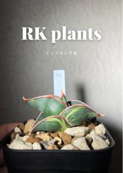 ロリダ バリエガータ サンスベリア 斑入り 希少 抜き苗 - メルカリ