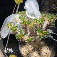 現地球 ユーフォルビア ギラウミニアナ 種子 5粒 2025/5/10採取