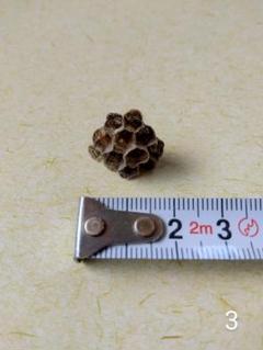 蜂の巣　本物　アシナガバチ　天然物　③