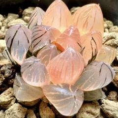 リ*ー様 多肉植物　ハオルチア　霓虹燈オブツーサ錦　鮮明錦　極上斑　超美品 多肉植物 ハオルチア 霓虹燈オブツーサ錦 鮮明錦 極上斑 超美品