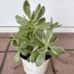 クラッスラ朝霧錦　マネーメーカー　多肉植物　抜き苗のサムネイル