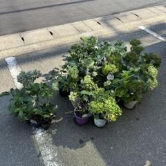 訳あり品】 アジサイ 育成用株 23ポット 紫陽花 - メルカリ