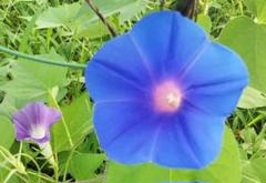 ♪ 朝顔の種