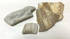 珪化木　竜化木　セット　化石　インテリア