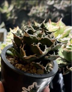 アガベ 清櫻 Lize血統　清桜 アガベ チタノタ 清櫻 Lize産 子株①（検索 Agave Titanota 清桜