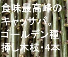 キャッサバ（マニホット）の挿し枝 | 甘味種 - マルシェ青空