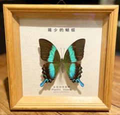 蝶標本　珍品❗️ザルモクシスアゲハ　グリーン系 蝶標本 ザルモクシスオオアゲハ | Shop at Mercari from Japan