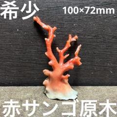 【即納&大特価】 希少 メルカリ - 30g ルース 原木 赤サンゴ 長崎県産 美品 標本用品