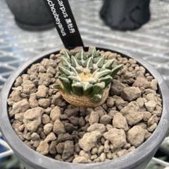 サボテン　アリオカルプス 黒牡丹 大株 塊根　　 国内実生繁殖苗 サボテン アリオカルプス 黒牡丹 大株 塊根 国内実生繁殖苗 観葉植物