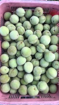 若桃 10kg 加工用 若桃加工用10キロ - メルカリ