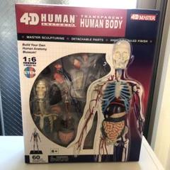 ジャンク品　まとめ　立体パズル　骨格標本　4D VISION Yahoo!オークション - 立体パズル 4D VISION 人体解剖シリーズ