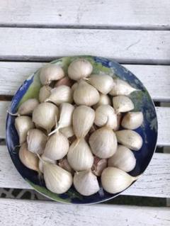 ニンニク種球 30片 茨城県産無農薬 おまけ付き