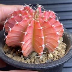 サリーの肉球様用！ 多肉植物 サボテン ギムノカリキウム ハイブリッド LB2178錦