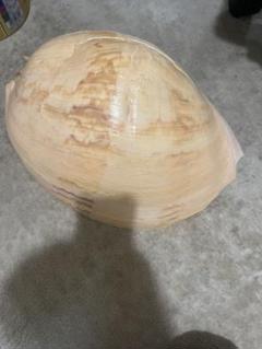 大きな貝約100歳　約40 × 30 × 15センチ￼￼